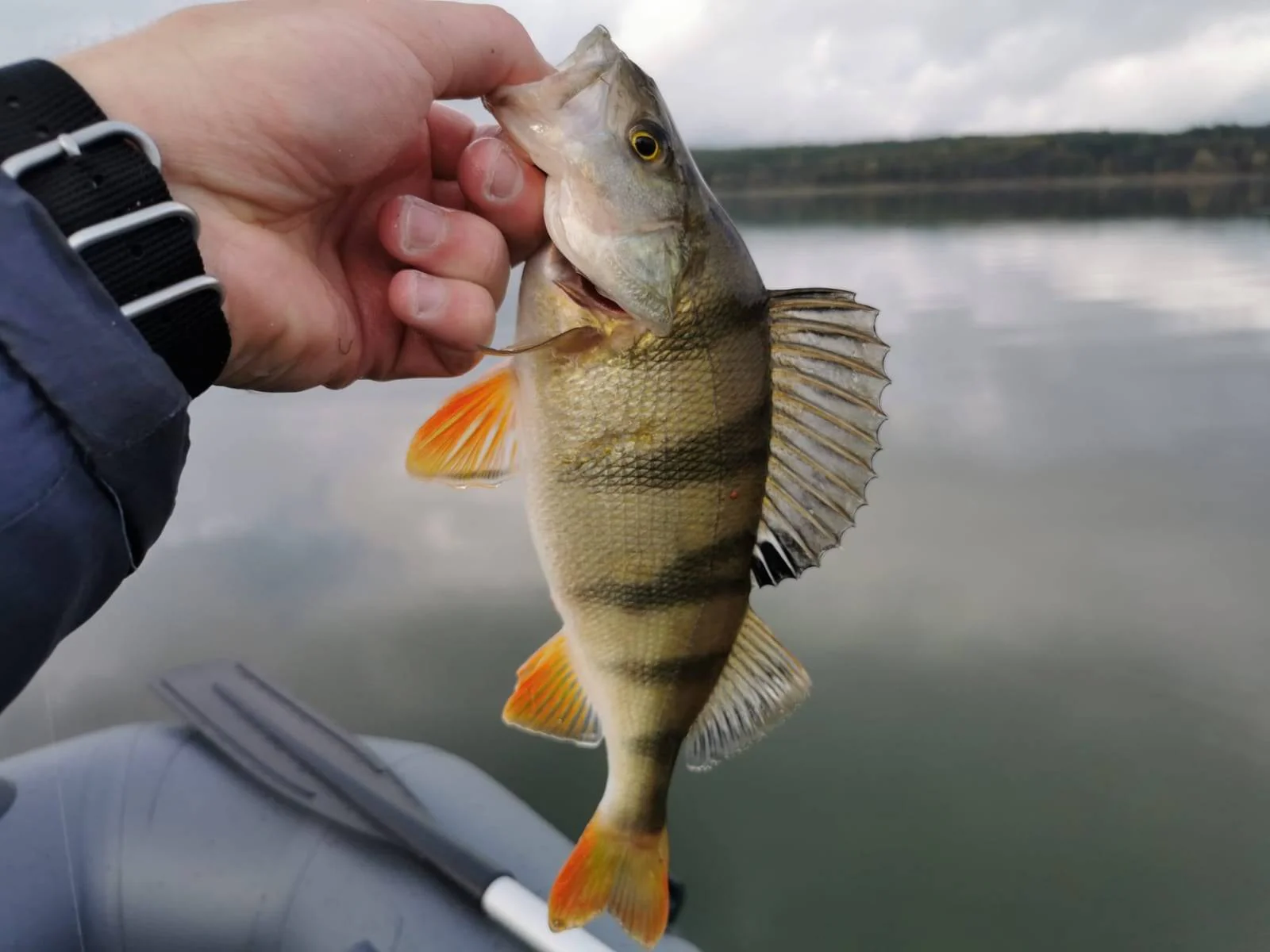 Bass Fishing Hub 3