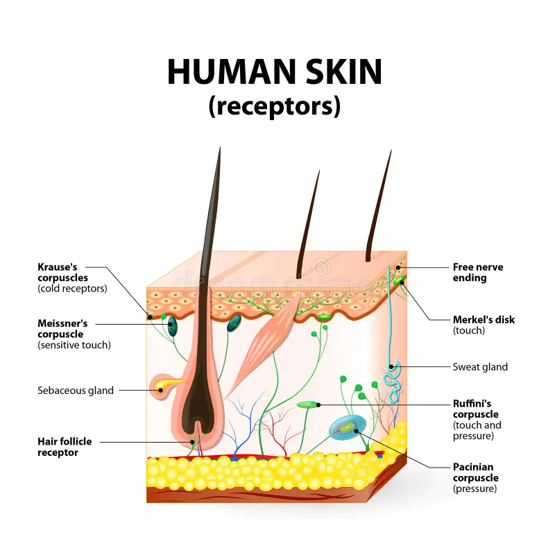 Skin and Senses 4