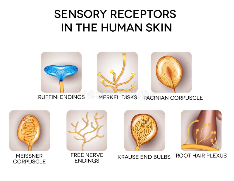 Skin and Senses 5