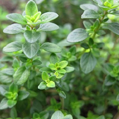 Clovers Garden 1