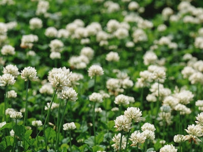 Clovers Garden 2