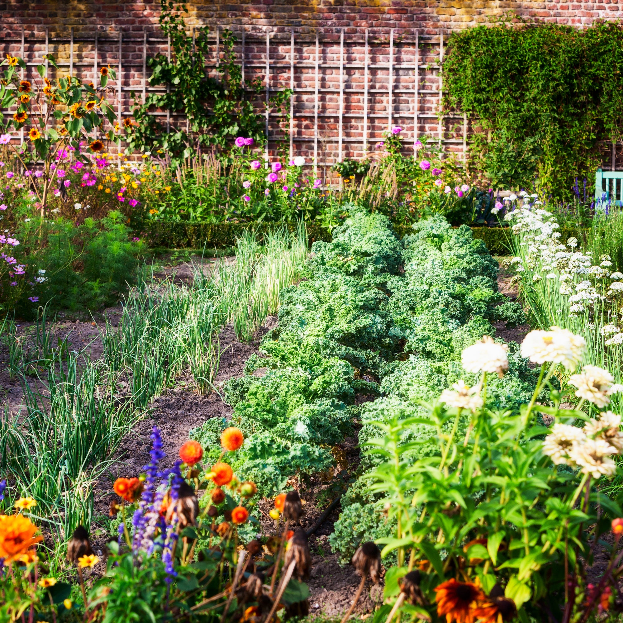 Clovers Garden 3
