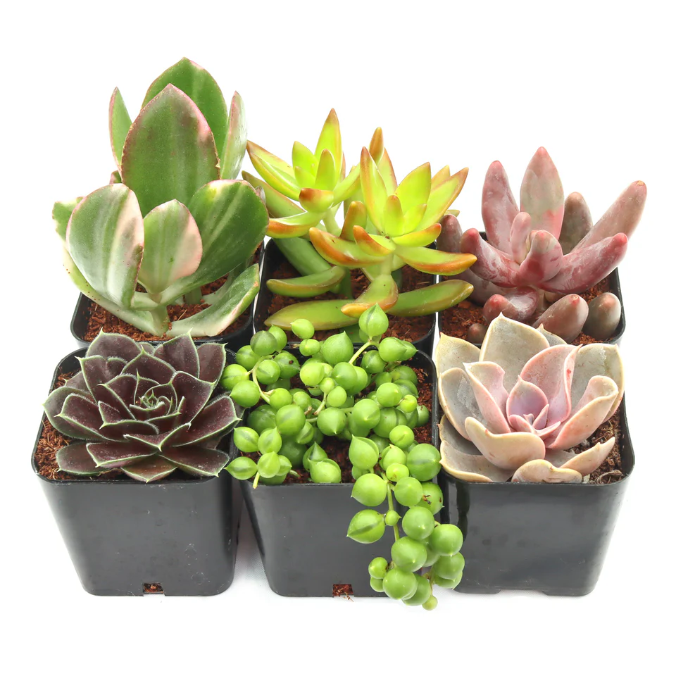 Leaf & Clay 1