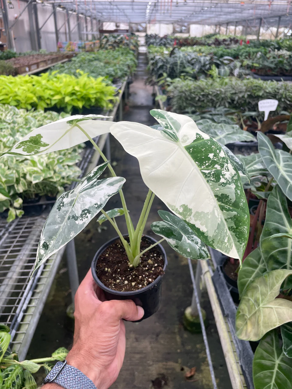 Leaf & Clay 2