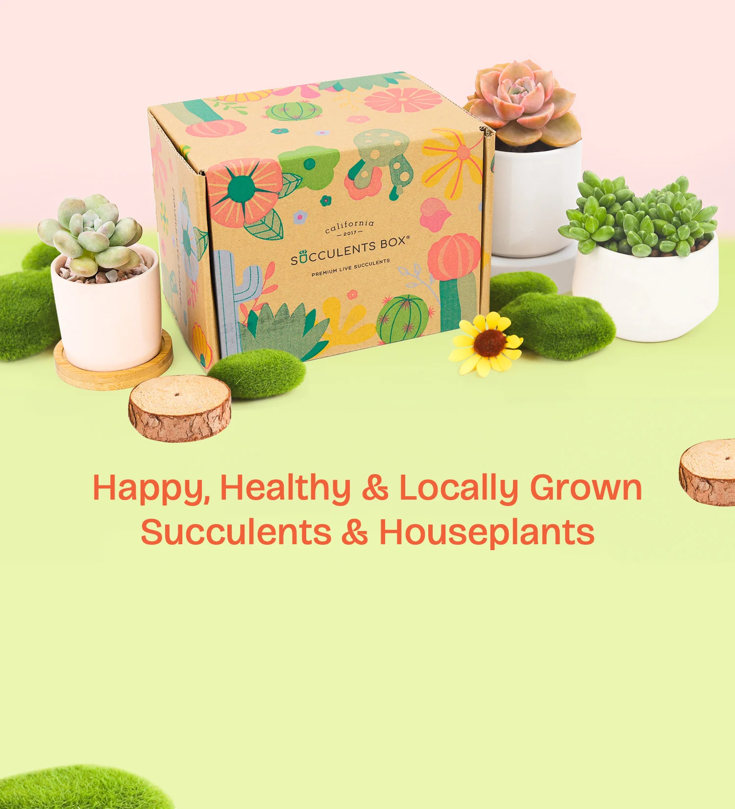 Succulents Box 1