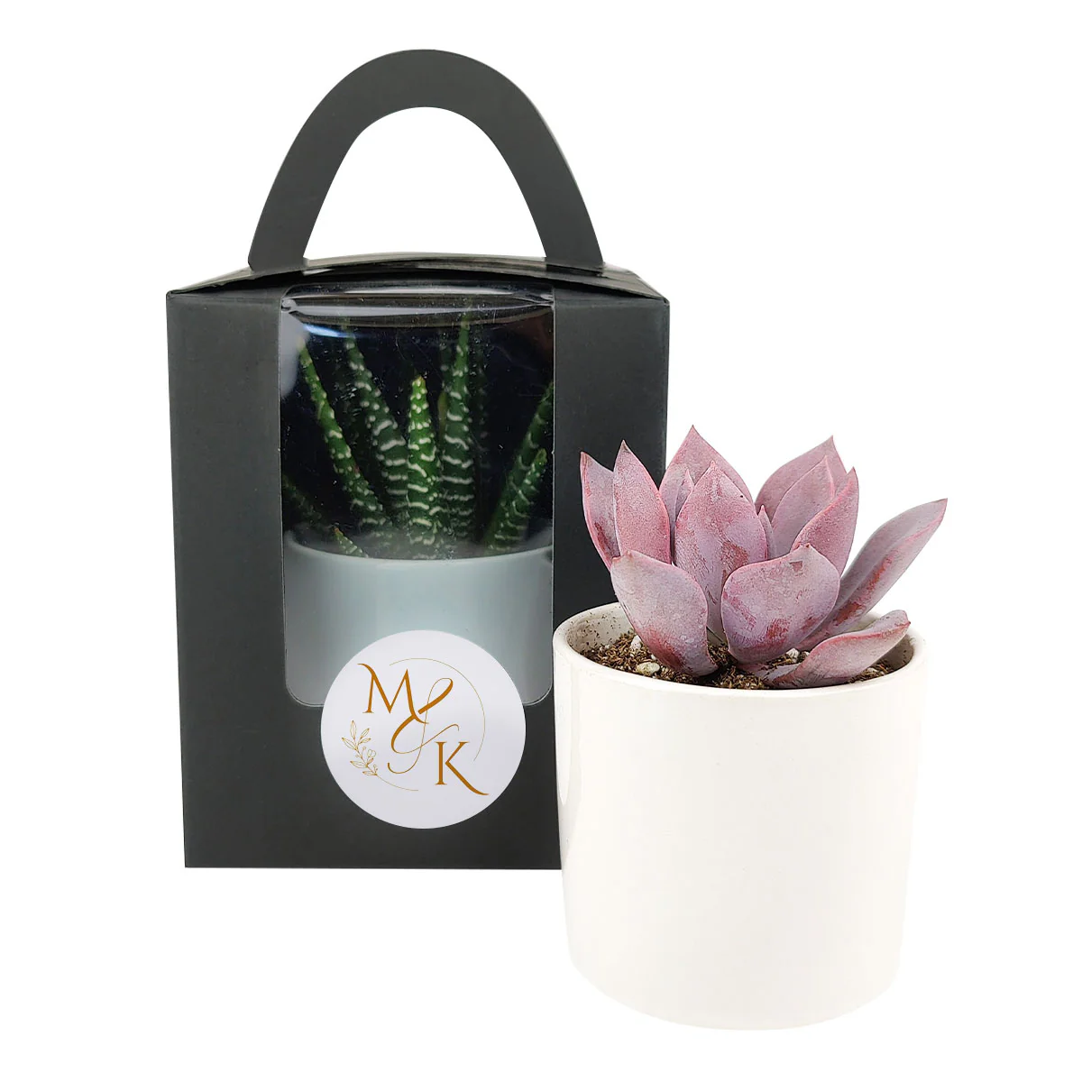 Succulents Box 2