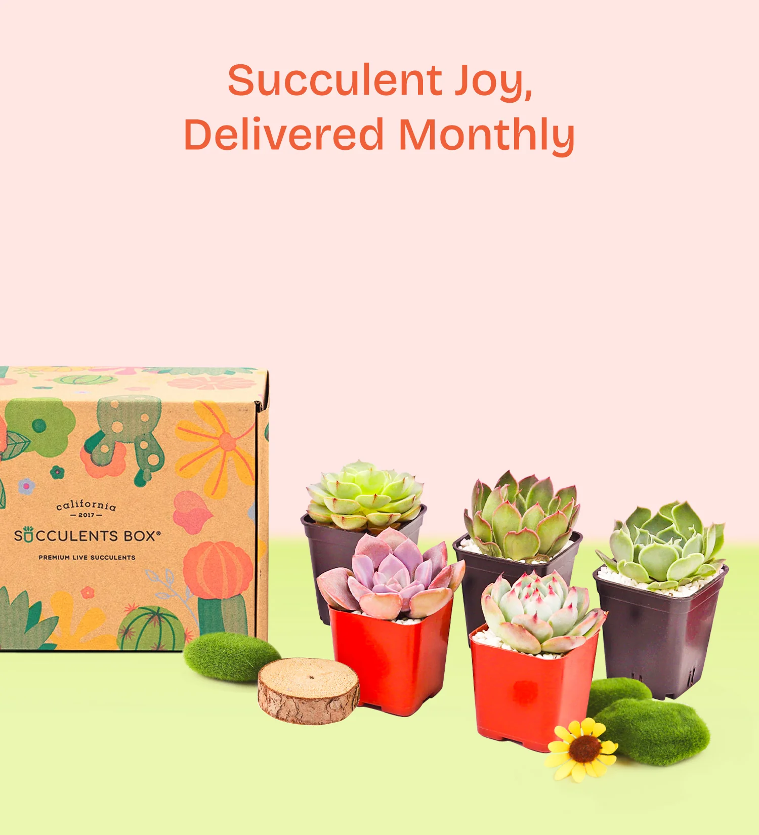 Succulents Box 3
