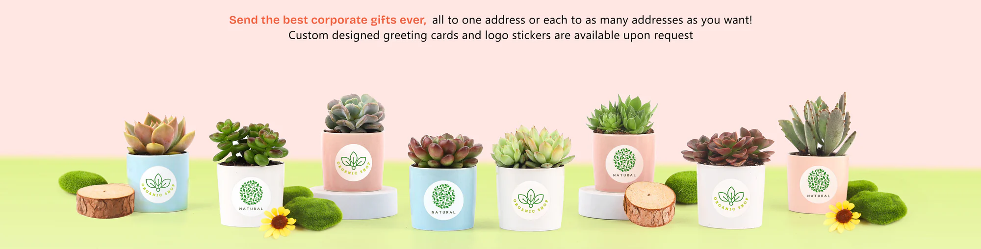 Succulents Box 4