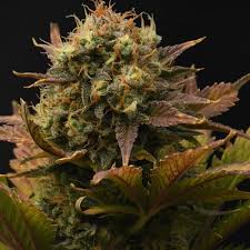 seedbank 3