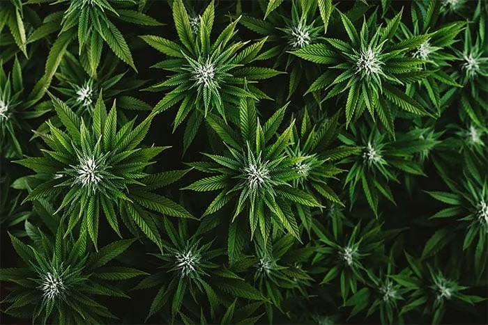 seedbank 2